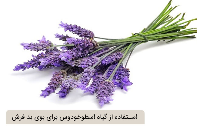 چطور از بوی نم فرش راحت شویم